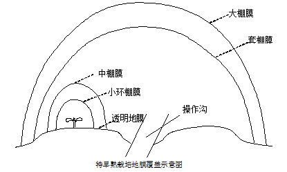 西瓜甜瓜大棚栽培地膜覆盖技术