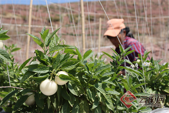 致富经反季节樱桃_反季节樱桃怎么种植_反季节樱桃种植技术