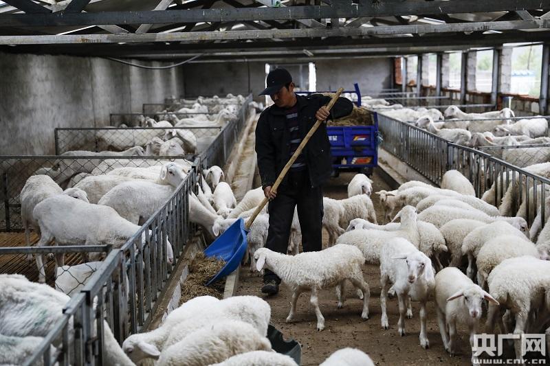 养胡羊能挣钱吗_致富经湖羊养殖视频_胡羊养殖致富经