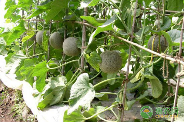 冬季大棚甜瓜种植技术视频_北方大棚种植甜瓜技术与管理_北方大棚甜瓜种植技术