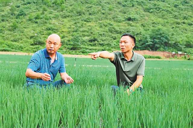 “新农人”挑大梁 解乡村人才之“渴”