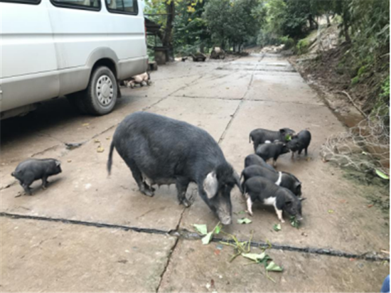 香猪养殖前景和利润_小香猪养殖走出致富路_香猪致富经