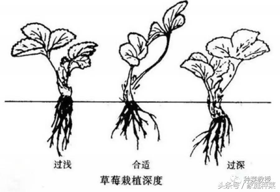 视频种植无公害技术有哪些_如何种植无公害蔬菜_无公害种植技术视频