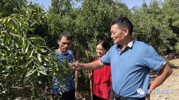 【千名能人】红枣种植大户李德振 带动更多村民种植“幸福果”