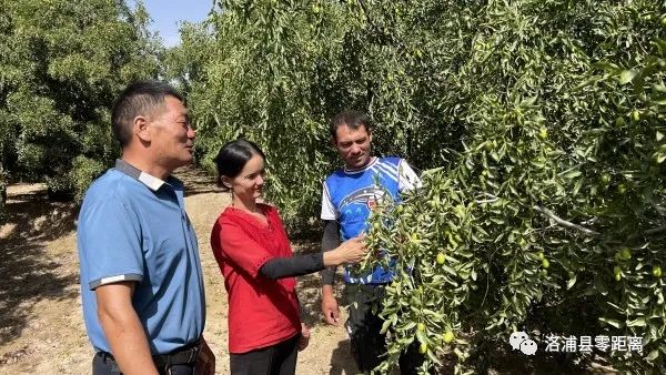 新闻致富红枣种植视频_红枣种植致富新闻_种植红枣赚钱吗