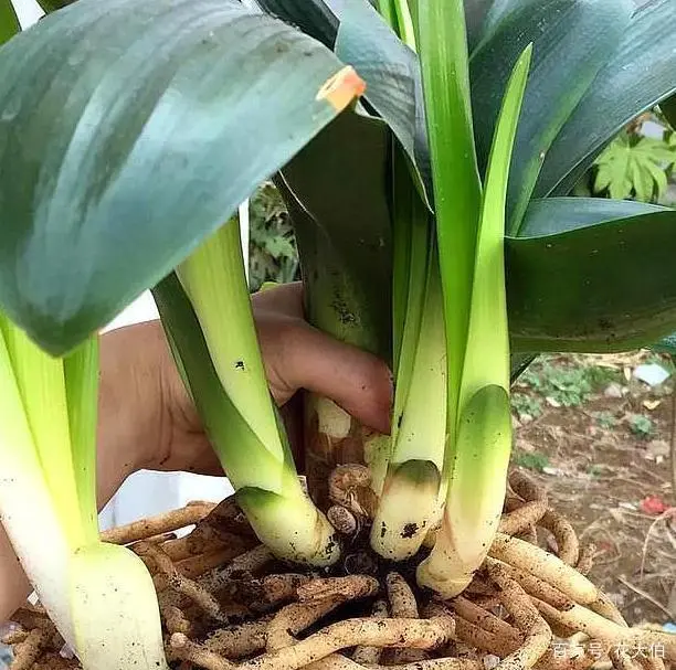 君子兰的种法步骤_君子兰种植过程_君子兰分株种植技术