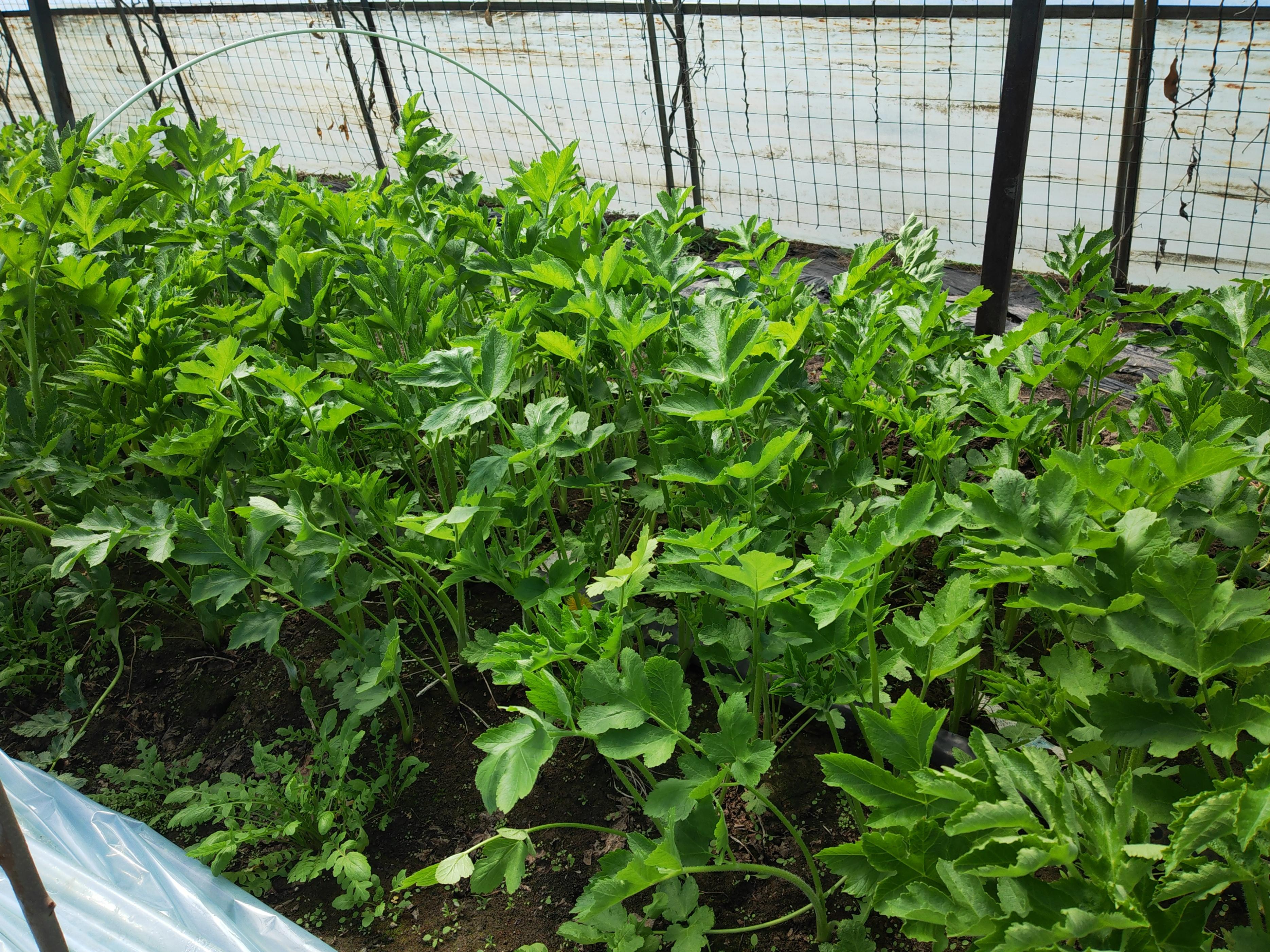 陕西野菜种植技术与管理_陕西野菜种植技术_陕西野菜种植技术和管理