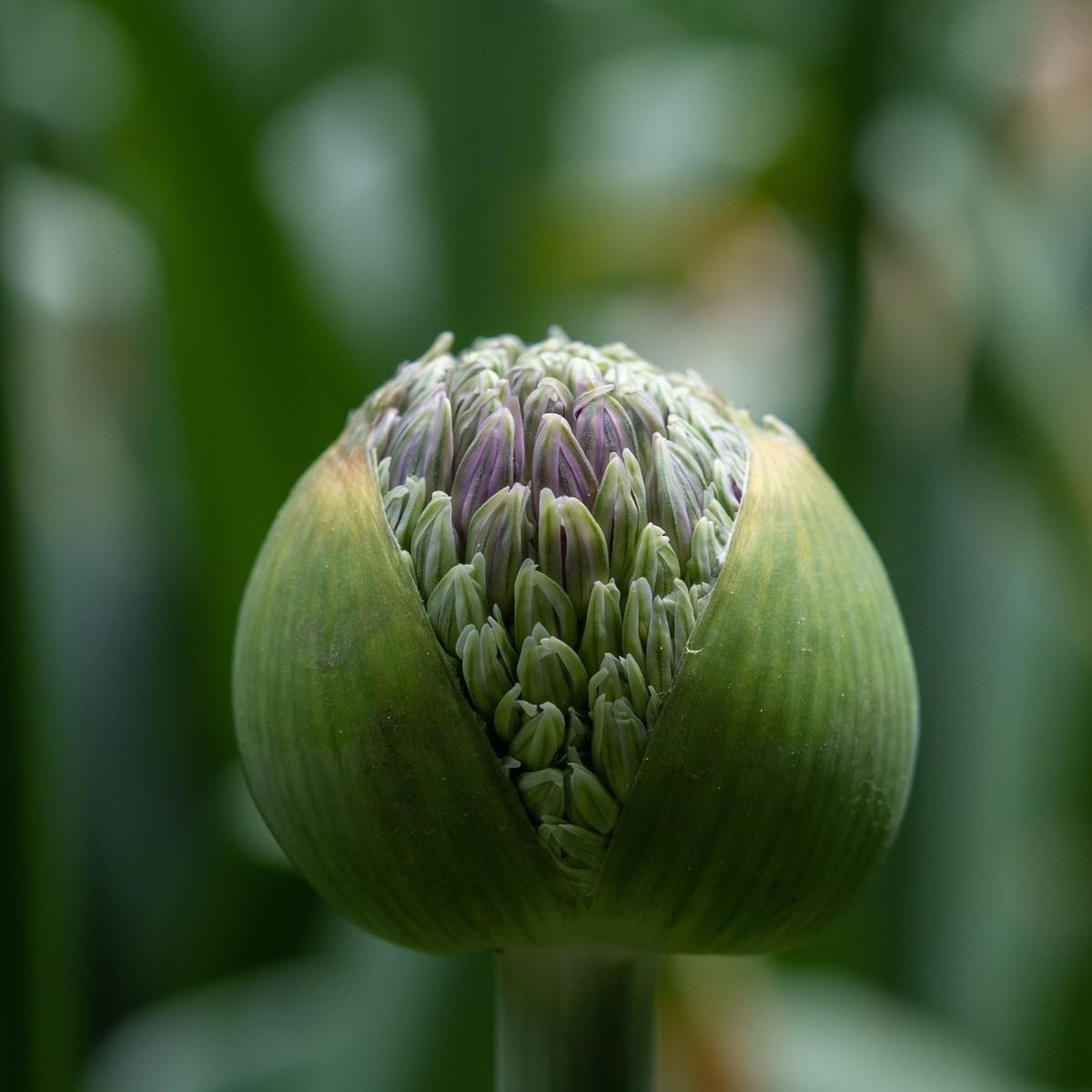 陕西野菜种植技术规程_陕西野菜种植技术和管理_陕西野菜种植技术