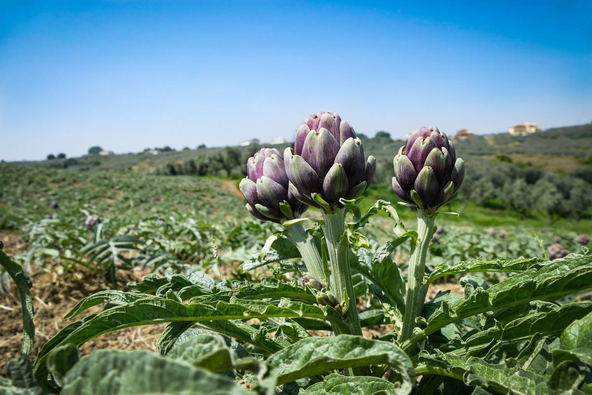 陕西野菜种植技术规程_陕西野菜种植技术_陕西野菜种植技术和管理