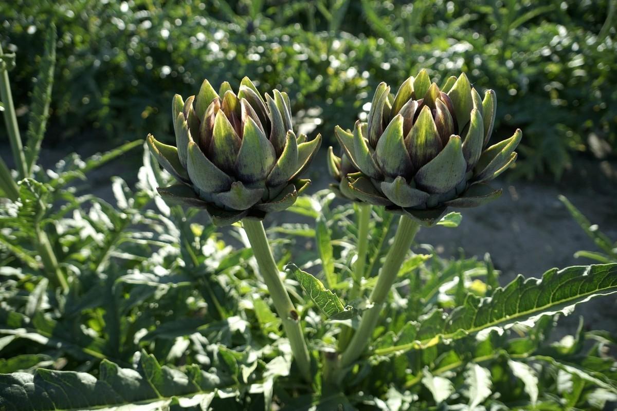 陕西野菜种植技术规程_陕西野菜种植技术和管理_陕西野菜种植技术