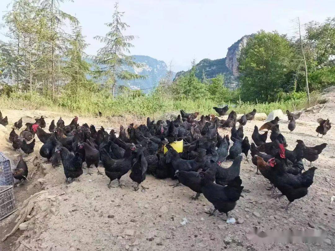放养鸡养殖致富经_养殖鸡致富经_养鸡致富经