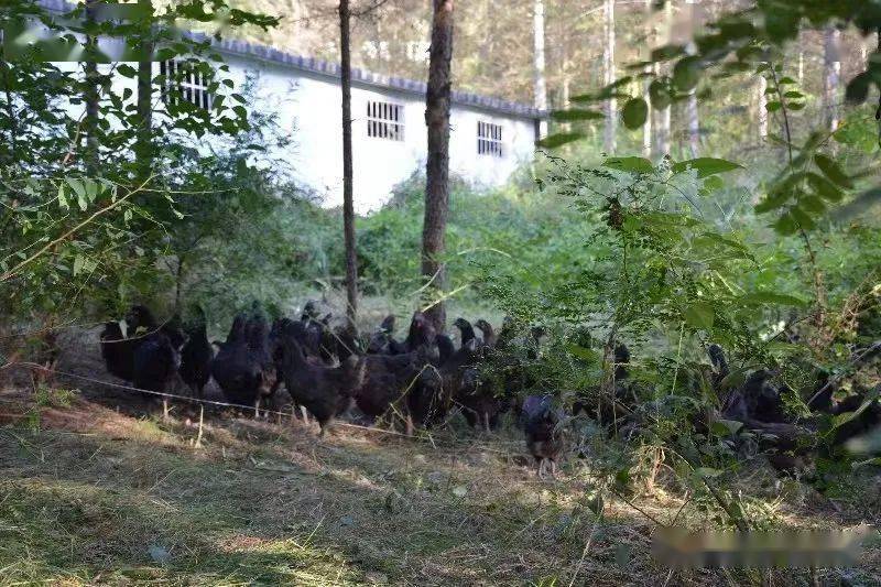 养殖鸡致富经_养鸡致富经_放养鸡养殖致富经