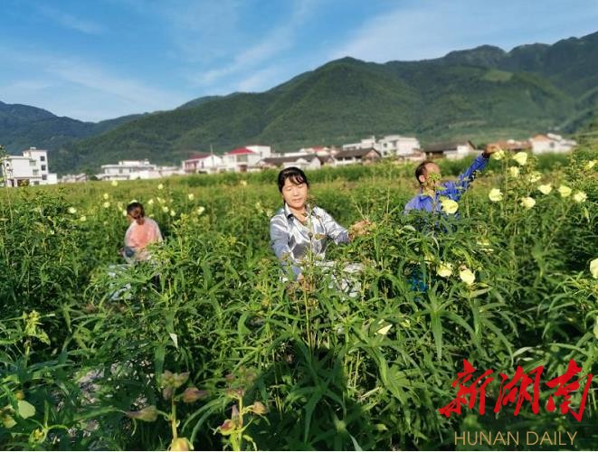 湖南种植致富方法_湖南种植业什么最赚钱农村_湖南农村种植什么不愁销路