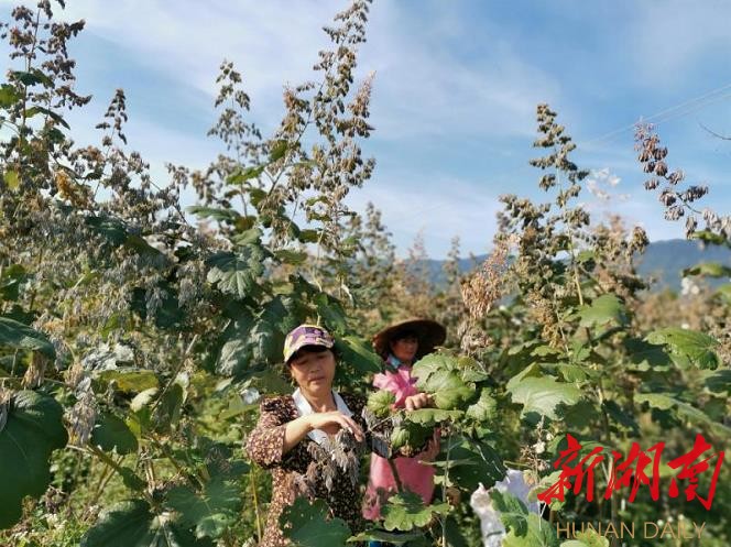 湖南农村种植什么不愁销路_湖南种植业什么最赚钱农村_湖南种植致富方法