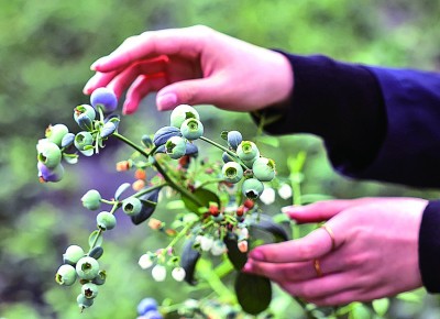 种植致富的食物_致富种植食物图片大全_致富种植食物有哪些