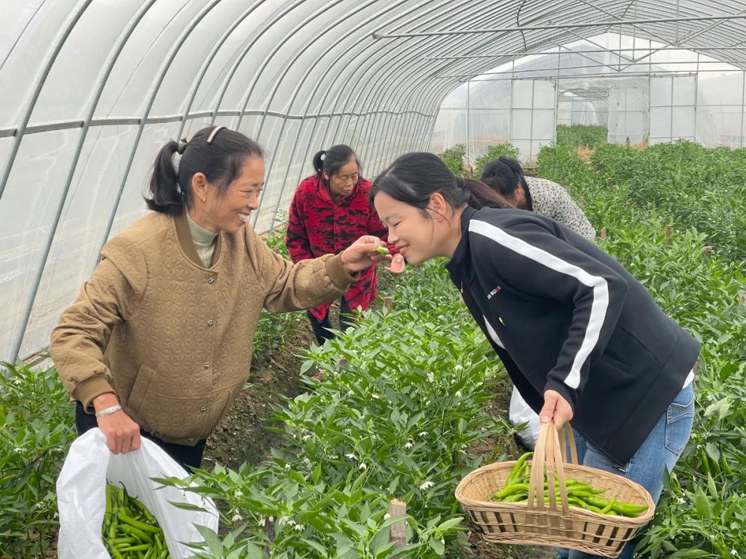 缅甸种植辣椒致富_缅甸辣椒几月份上市_致富缅甸辣椒种植视频