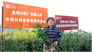 种植三七赚钱吗_种植三七致富例子_种植三七利润