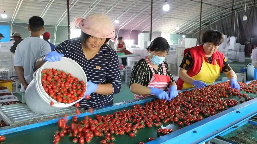 致富经西红柿种植技术_西红柿种植致富项目是什么_种植西红柿的利润和成本