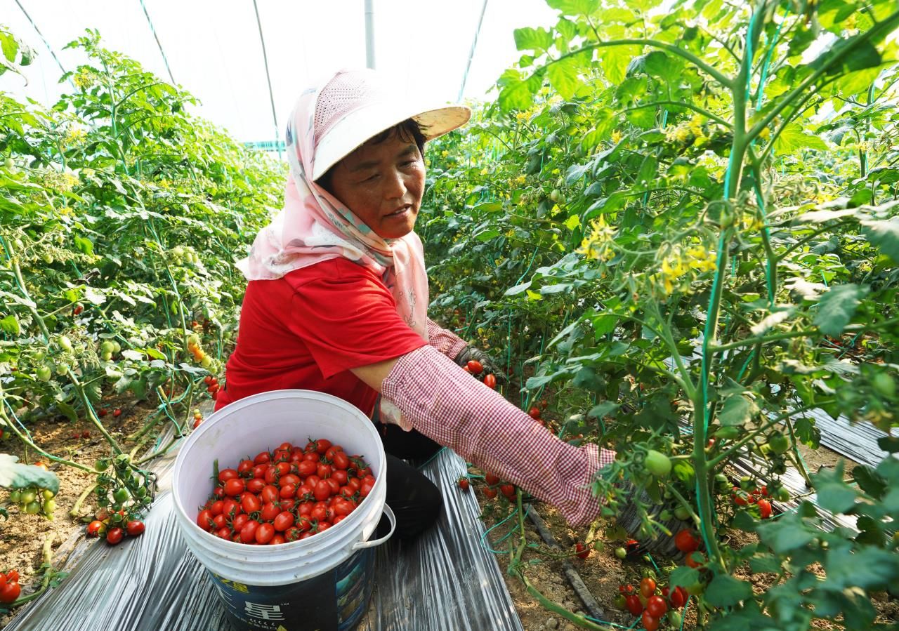 小番茄开启助农增收新天地   ——农业银行青岛分行金融助力平度西红柿规模化产业化发展