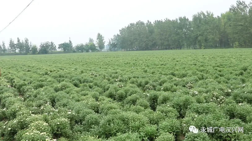 小菊花开成致富“产业花”