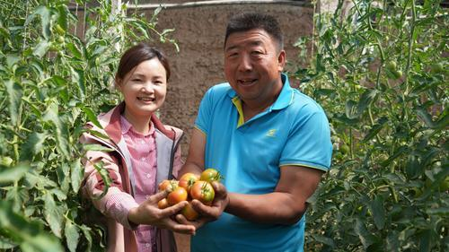 西红柿致富路_致富西红柿种植项目是什么_西红柿种植致富项目是什么