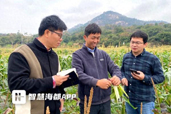 新春走基层｜玉米饱满、草莓个大、小番茄脆甜……泉州“新农人”笑开颜！