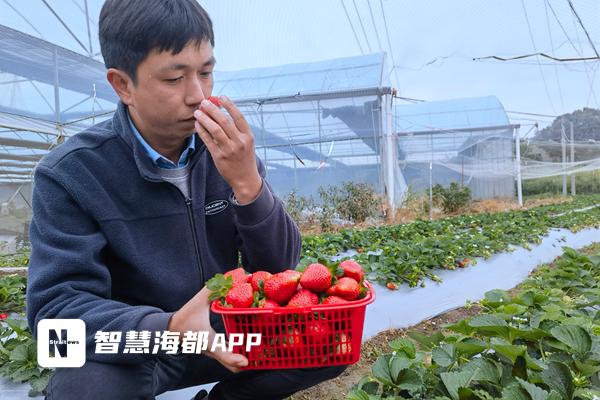 有机质蔬菜特色种植的致富故事_泉州种植致富项目_大棚樱桃种植成功致富案例