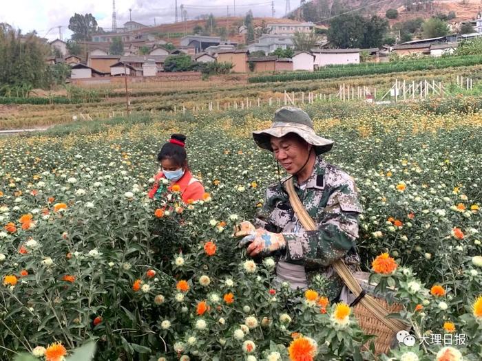 宾川县钟英乡：朵朵红花，开出乡村振兴“致富花”