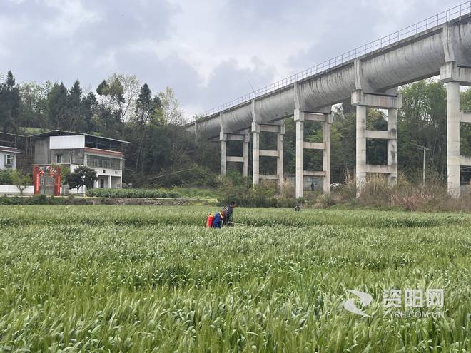 致富种植什么比较赚大钱_种花致富选什么品种_种植致富的花