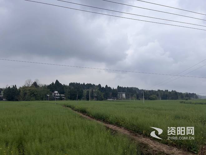 种植致富的花_种花致富选什么品种_致富种植什么比较赚大钱