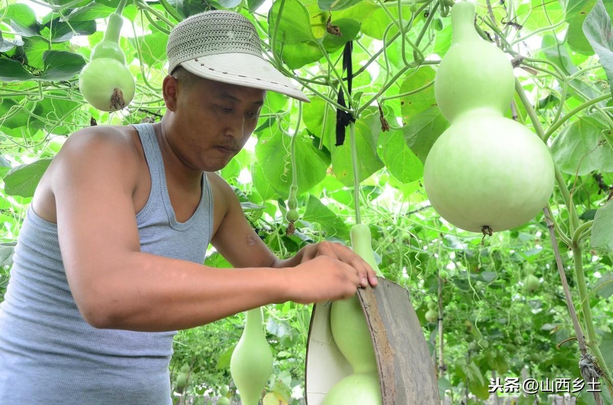 山西一农民种植葫芦，造型独特一个卖上千元，年收益30多万元