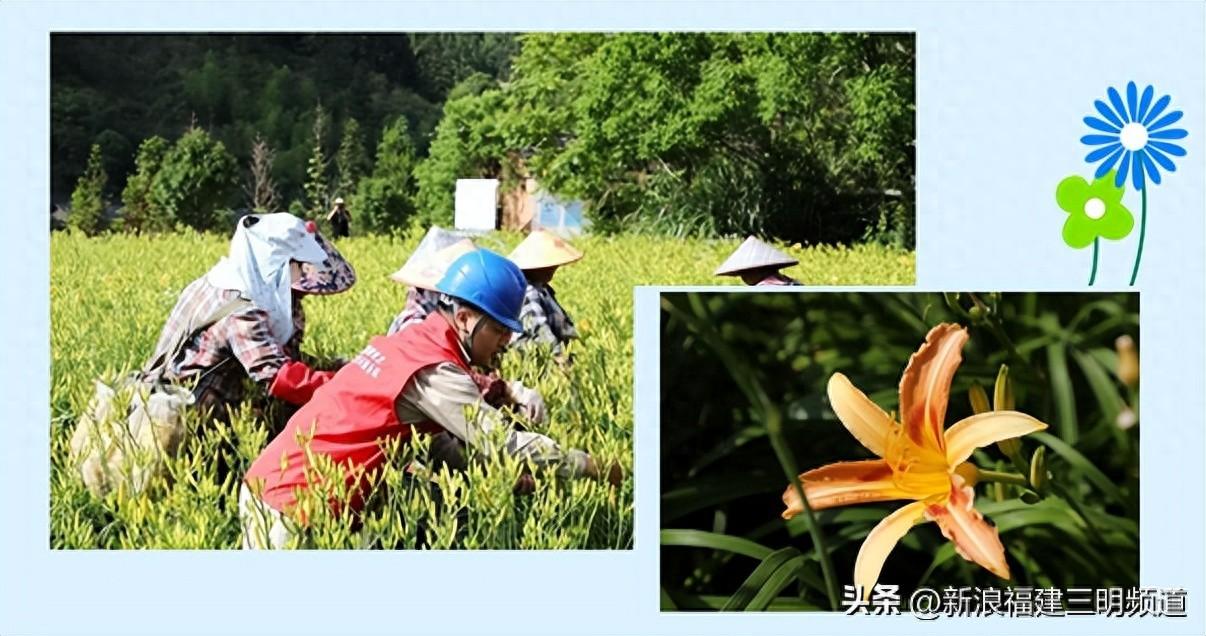 国网泰宁县供电公司：“满格电”助力黄花菜成为“致富花”