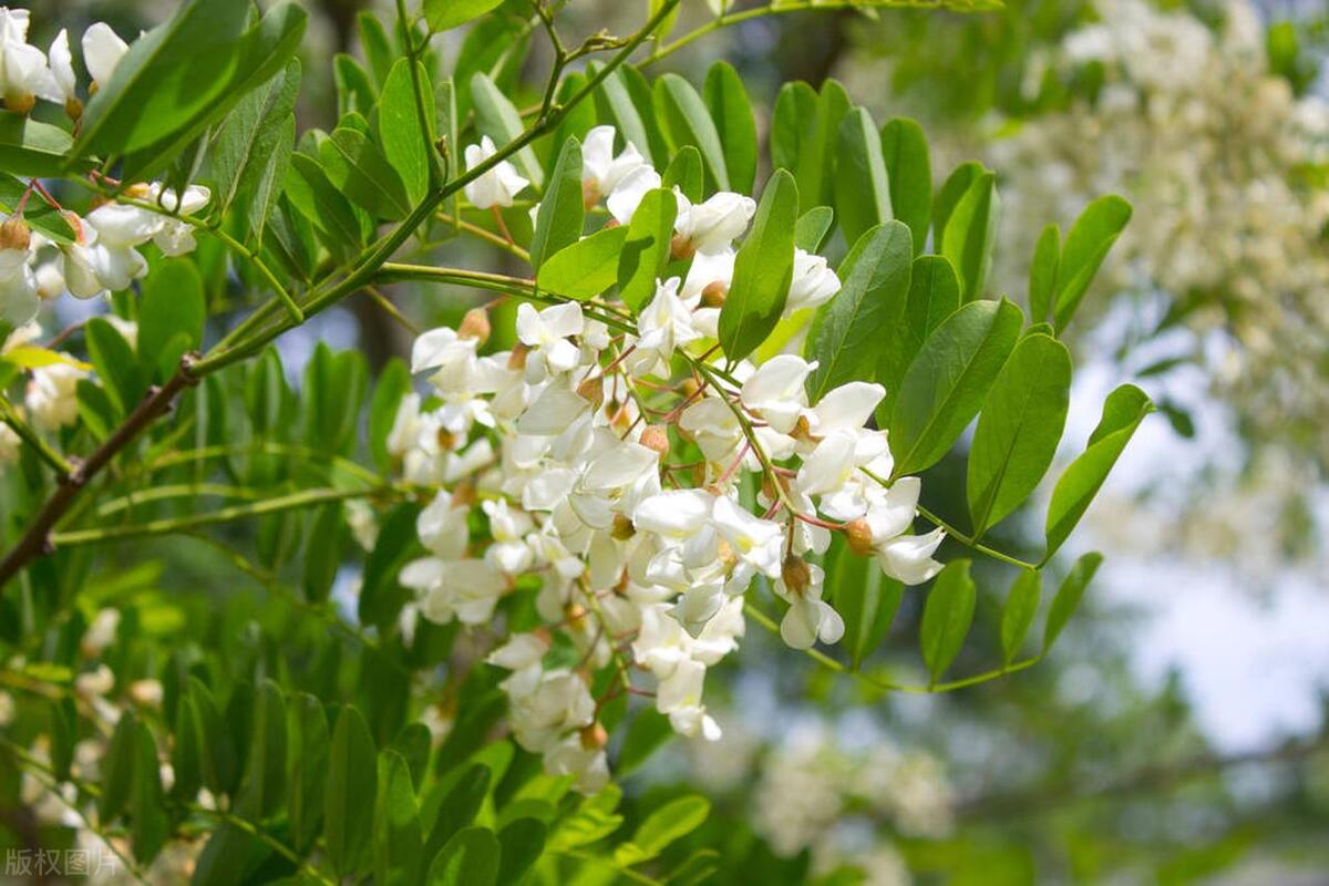 陕西野菜种植技术_陕西野菜大全带图片_陕西野菜