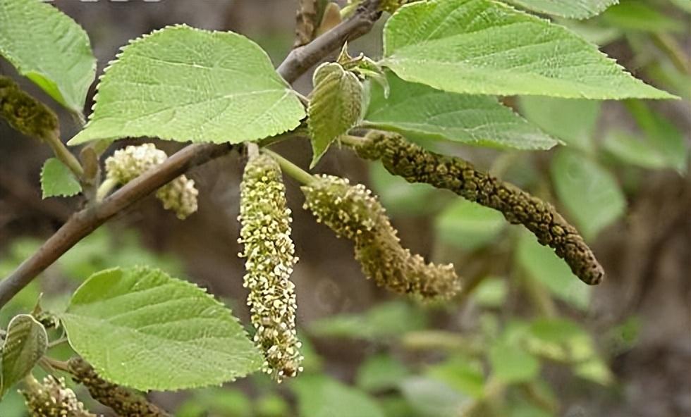 陕西野菜大全带图片_陕西野菜_陕西野菜种植技术