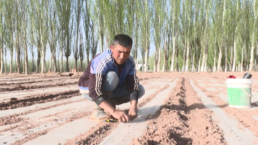 致富药材养殖之路_致富之路养殖药材_致富经药材种植视频