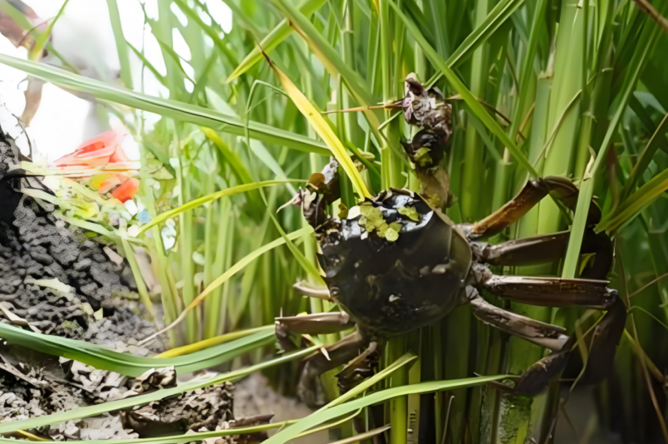 菱角养殖常见问题_菱角的养殖技术视频_养殖菱角能赚多少钱