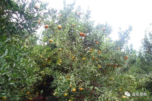 橙子种植需要什么条件_橙子种植技术_种橙子的致富经