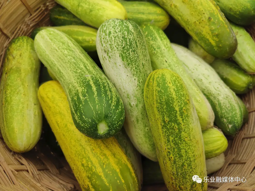 种植致富果实视频_致富经果树种植视频_致富种植视频全集