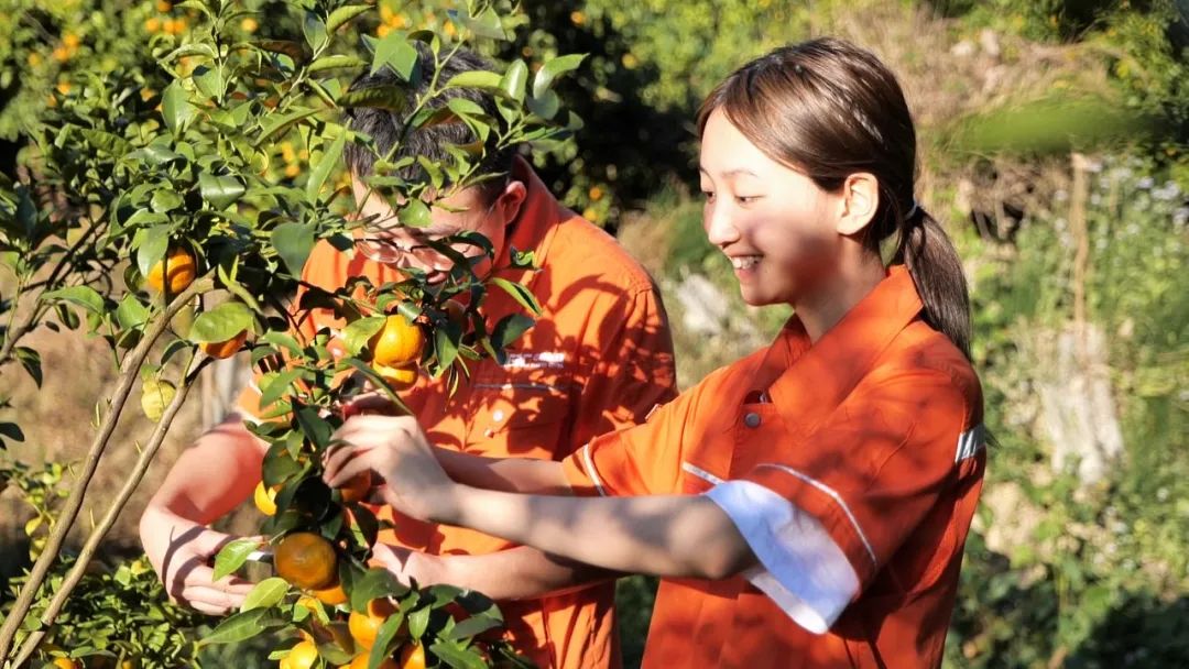 致富经种苹果视频_种植致富果实视频_致富果树