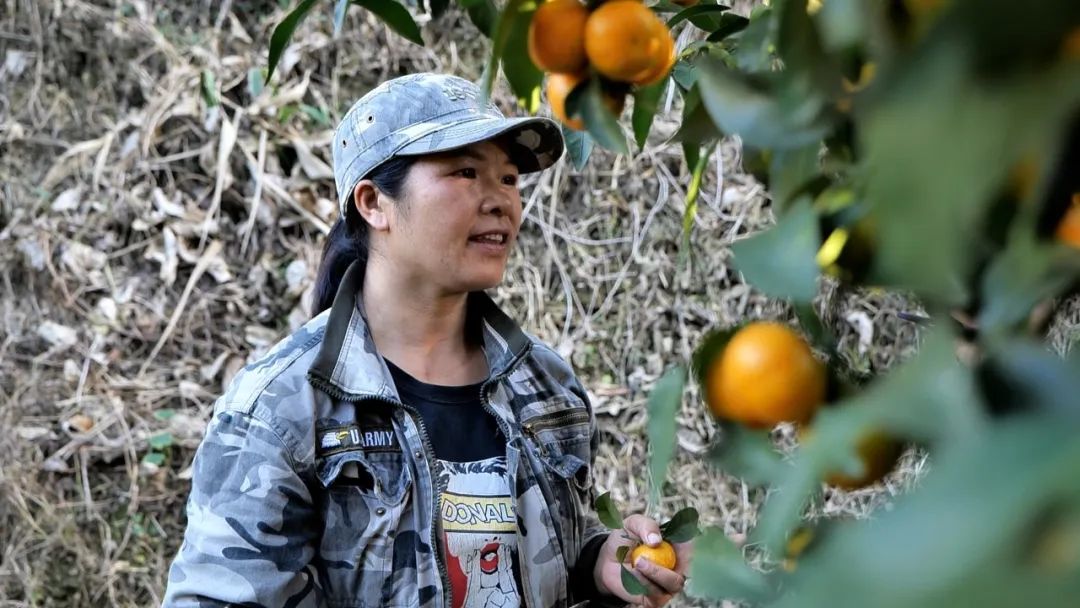 致富果树_种植致富果实视频_致富经种苹果视频