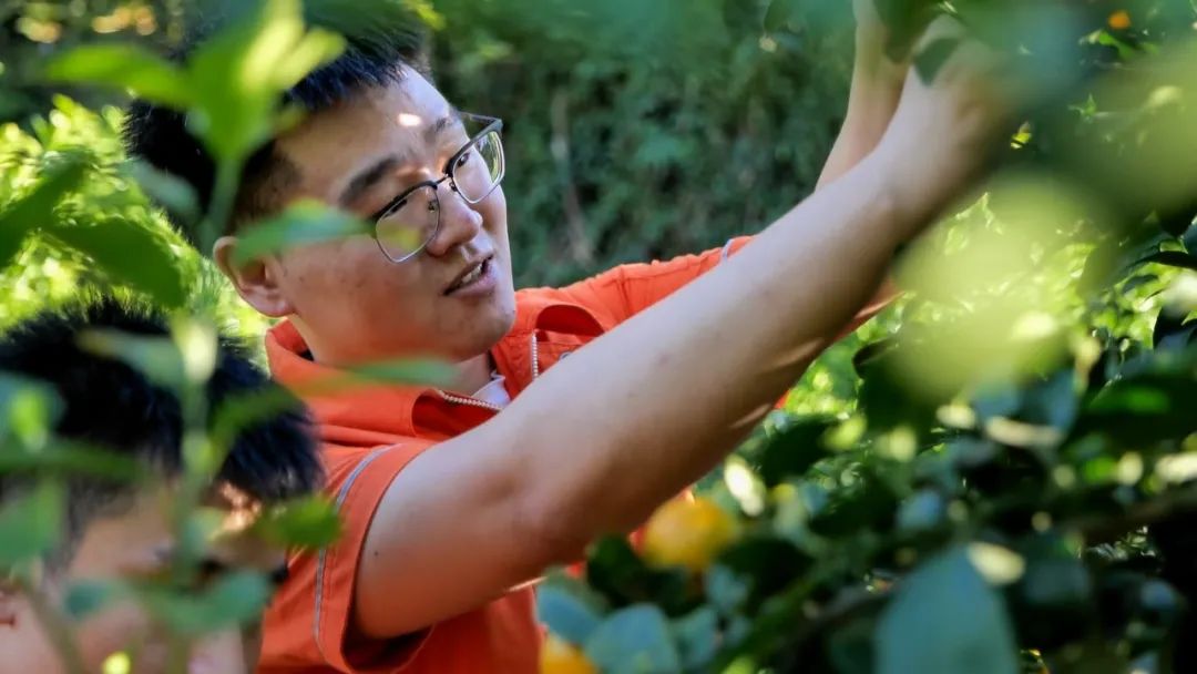 致富果树_种植致富果实视频_致富经种苹果视频