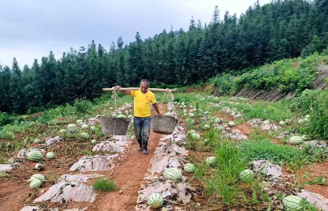 橙子种植技术_种橙子的致富经_橙子种植需要什么条件