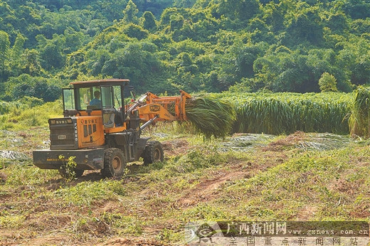 叉尾鱼鱼塘养殖技术_叉尾鱼养殖技术视频_叉尾鱼网箱养殖技术