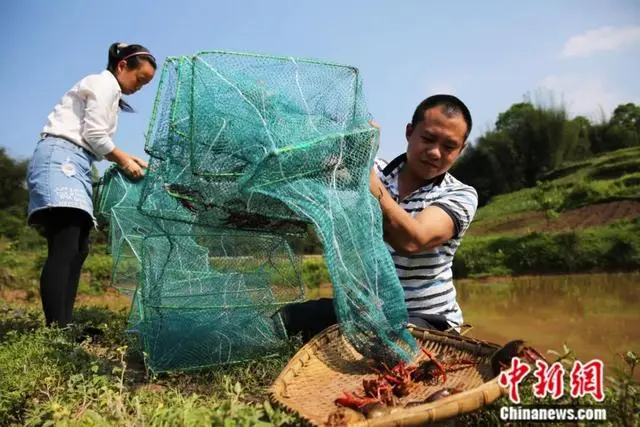 黑水虻养殖技术全过程_黑水虻养殖技术流程_黑水虻养殖技术要点