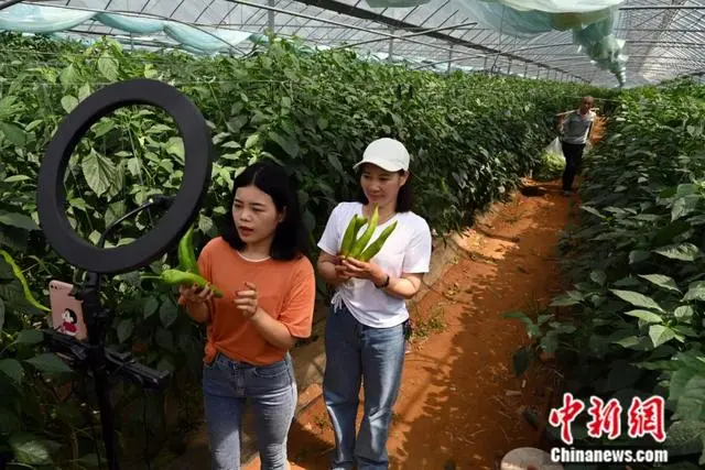 黑水虻养殖技术流程_黑水虻养殖技术全过程_黑水虻养殖技术要点