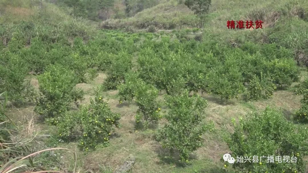 种橙子的致富经_橙子种植基地图片_橙子种植技术