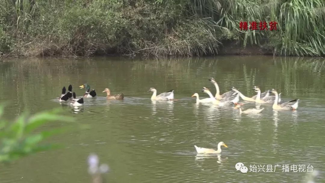 橙子种植基地图片_橙子种植技术_种橙子的致富经