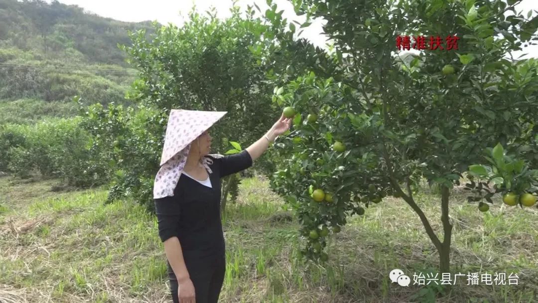 种橙子的致富经_橙子种植基地图片_橙子种植技术