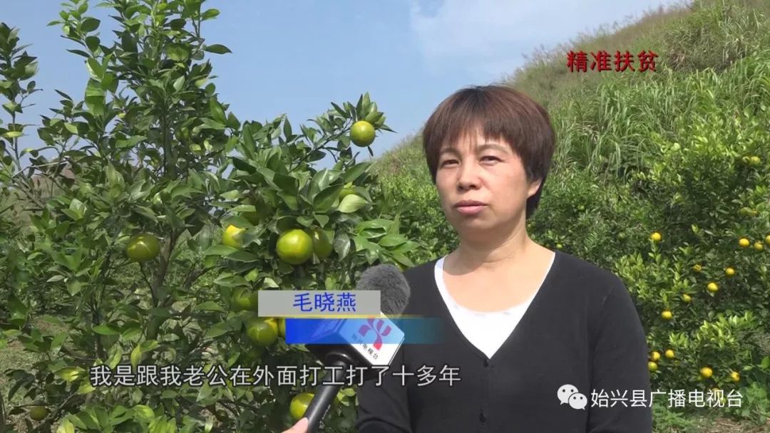 橙子种植技术_橙子种植基地图片_种橙子的致富经