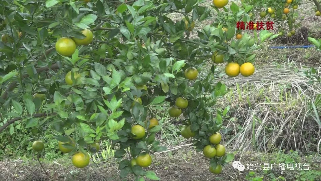 橙子种植技术_橙子种植基地图片_种橙子的致富经